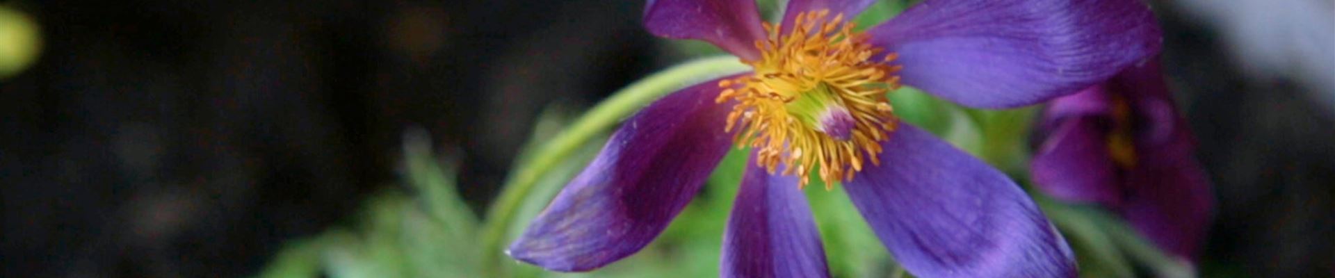 Küchenschelle - Einpflanzen im Garten (Thumbnail).jpg