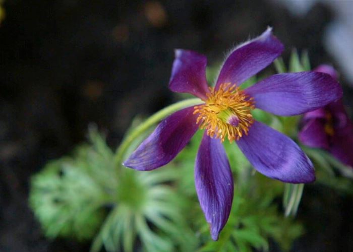 Küchenschelle - Einpflanzen im Garten Küchenschelle - Einpflanzen im Garten
