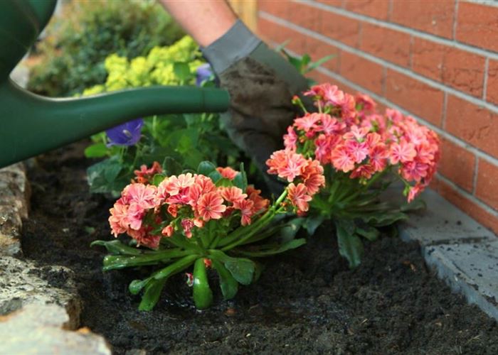 Gewöhnliche Bitterwurz - Einpflanzen im Garten Gewöhnliche Bitterwurz - Einpflanzen im Garten