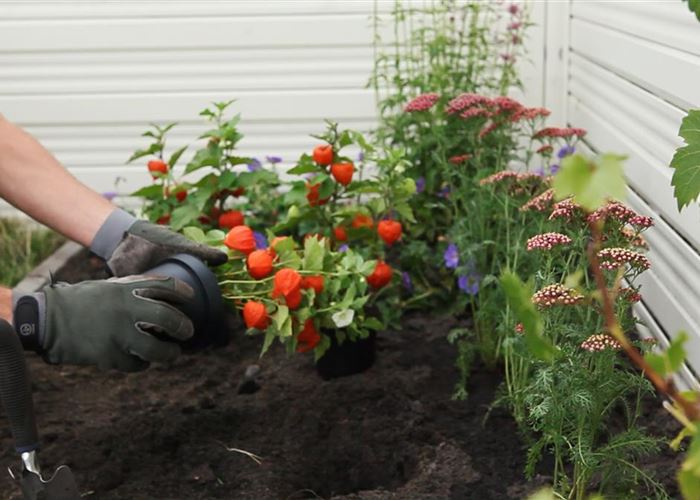 Physalis - Einpflanzen im Garten Physalis - Einpflanzen im Garten