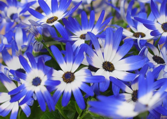 Aschenblumen - Einpflanzen im Garten