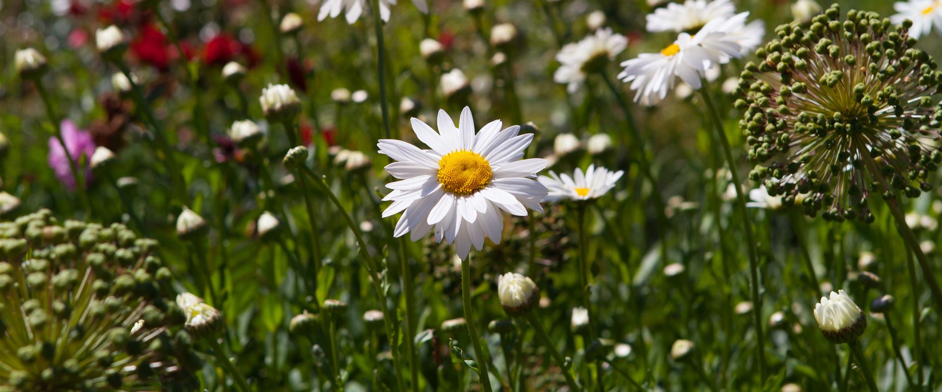 Gartenkalender - Büchele Garten & Wohnkultur GmbH