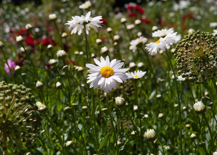 Zurück zur Natur – die Wildblumenwiese ist ein großer Schritt dahin