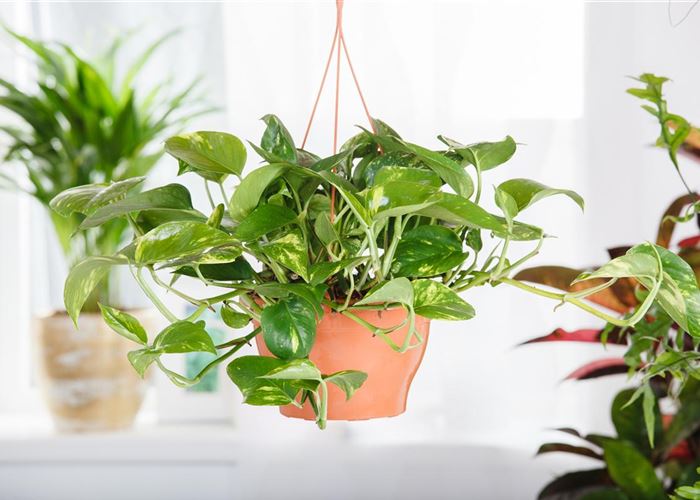 Efeutute - der lufterfrischende Glücksbringer