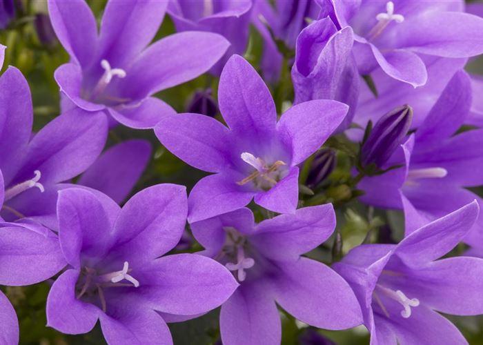 Die Glockenblume als perfekter Nachbar im Garten