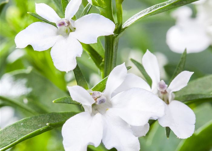 Männertreu: mehr als nur eine schöne Lückenfüllerin