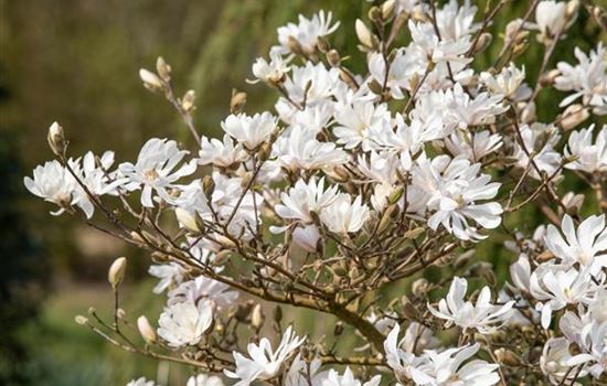 Frühblühende Gehölze – Ziemlich coole Gartenbewohner