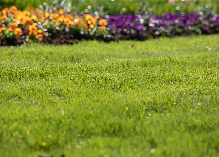 Für jeden Garten den richtigen Rasen