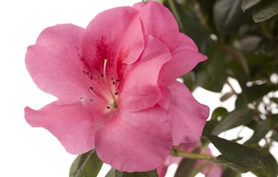 Die Zimmerazalee - Schönheit aus Fernost 