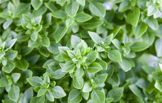 Mediterrane Kräuter