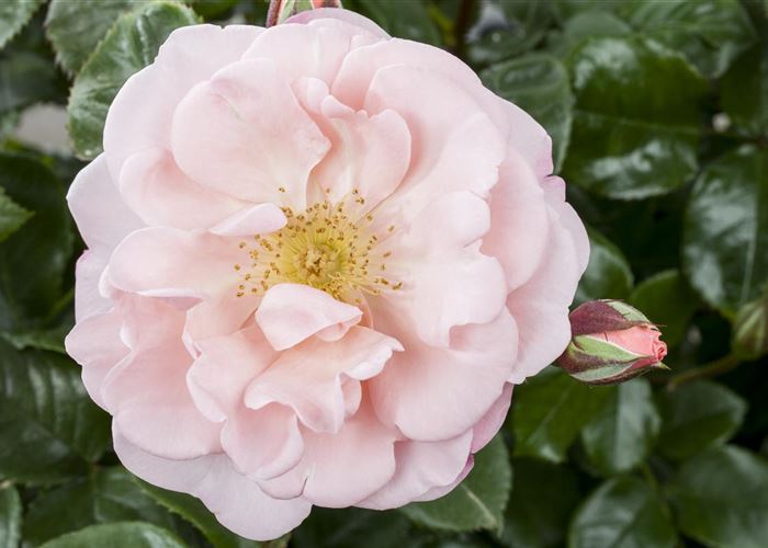 Die Duftrose – Eine Bereicherung für den Garten Die Duftrose – Eine Bereicherung für den Garten