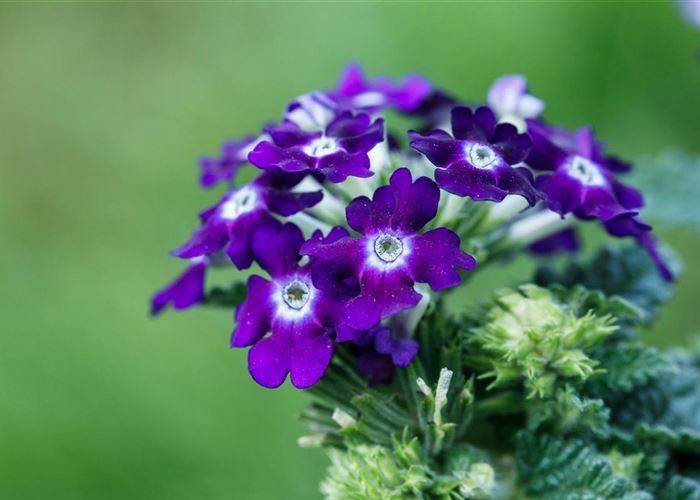 Die Verbene – der Insektenstar unter den Pflanzen Die Verbene – der Insektenstar unter den Pflanzen