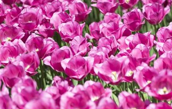 Stauden und Blumenzwiebeln kombinieren