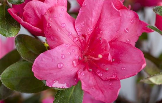 Die Zimmerazalee – bunte Schönheit bei tristem Wetter