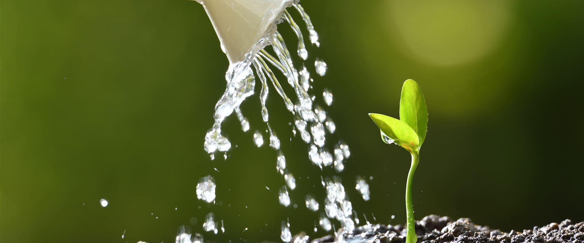 plant-tree-PURK5M4.jpg plant-tree-PURK5M4.jpg