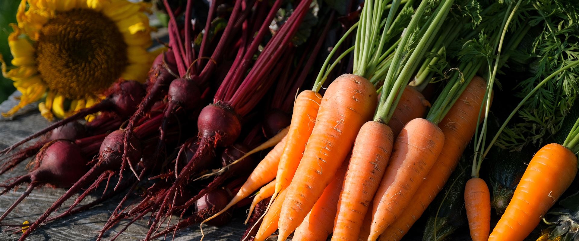 autumn-harvest-QRBUKXV.jpg autumn-harvest-QRBUKXV.jpg