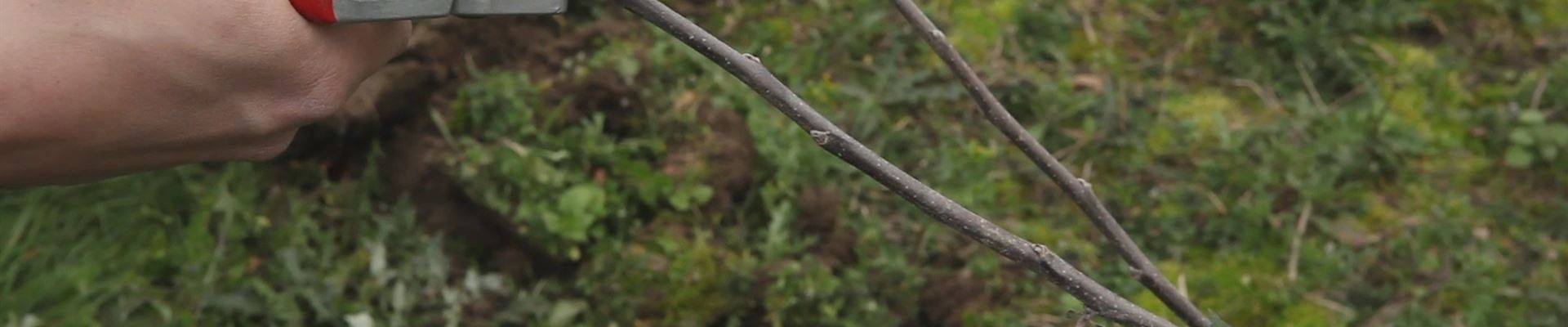 Apfelbaum - Pflanzschnitt (thumbnail).jpg Apfelbaum - Pflanzschnitt (thumbnail).jpg