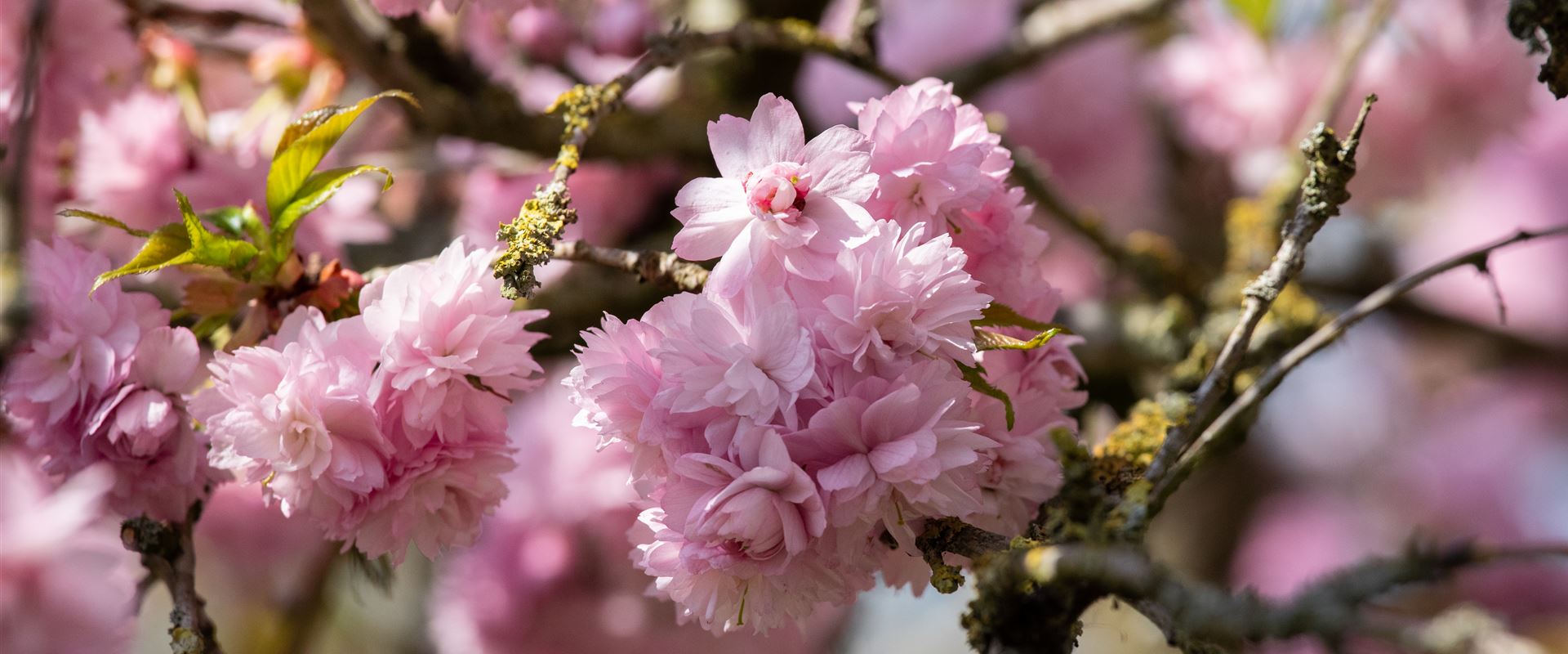 GS658082.jpg GS658082.jpg