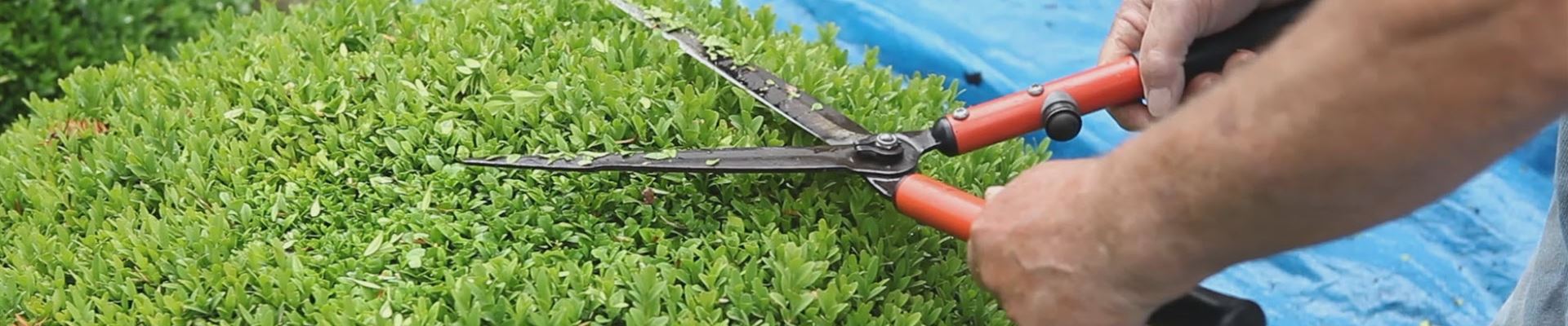 Buchsbaum - Zurückschneiden (thumbnail).jpg Buchsbaum - Zurückschneiden (thumbnail).jpg