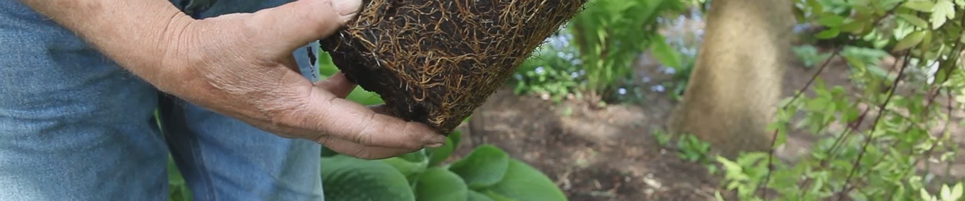 Clematis - Einpflanzen im Garten (thumbnail).jpg Clematis - Einpflanzen im Garten (thumbnail).jpg