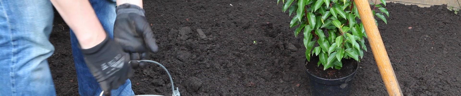 Loorbeerkirsche - Einpflanzen im Garten (thumbnail).jpg Loorbeerkirsche - Einpflanzen im Garten (thumbnail).jpg