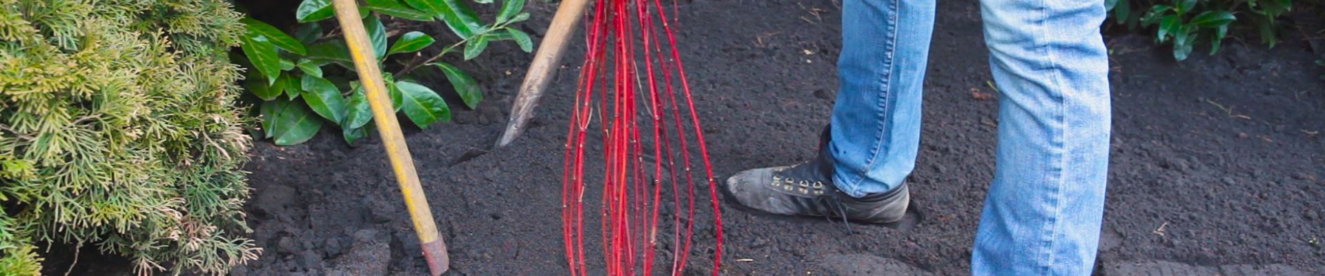 Hartriegel - Einpflanzen im Garten (thumbnail).jpg