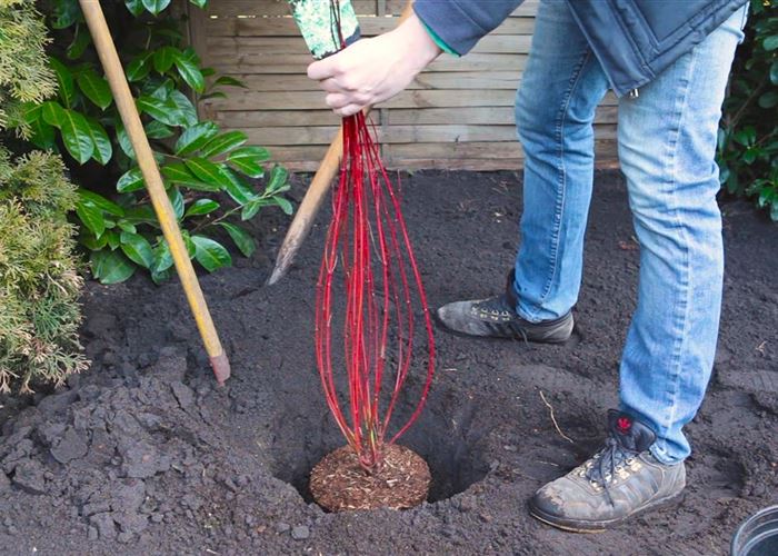 Hartriegel - Einpflanzen im Garten Hartriegel - Einpflanzen im Garten