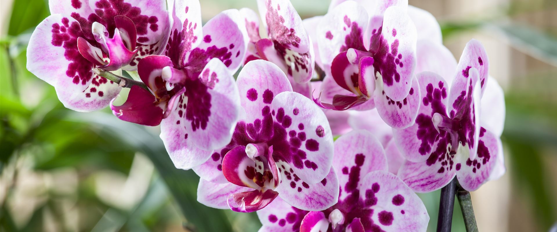 Gartenkalender - Büchele Garten & Wohnkultur GmbH Gartenkalender - Büchele Garten & Wohnkultur GmbH