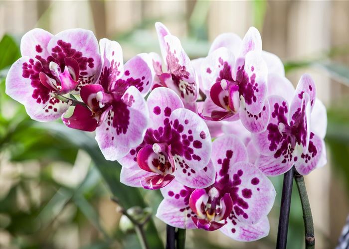 Die Orchideen-Klassiker Die Orchideen-Klassiker