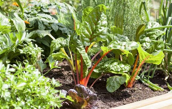 Frisches und leckeres Gemüse aus dem eigenen Garten