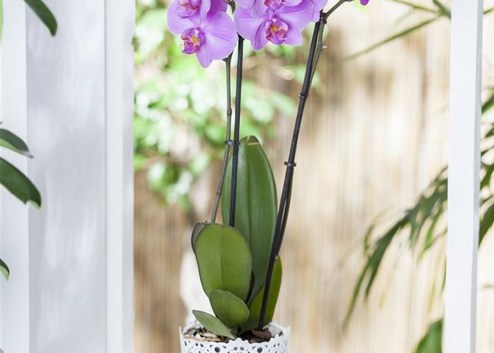 Wintergärten - den Sommer einfach verlängern