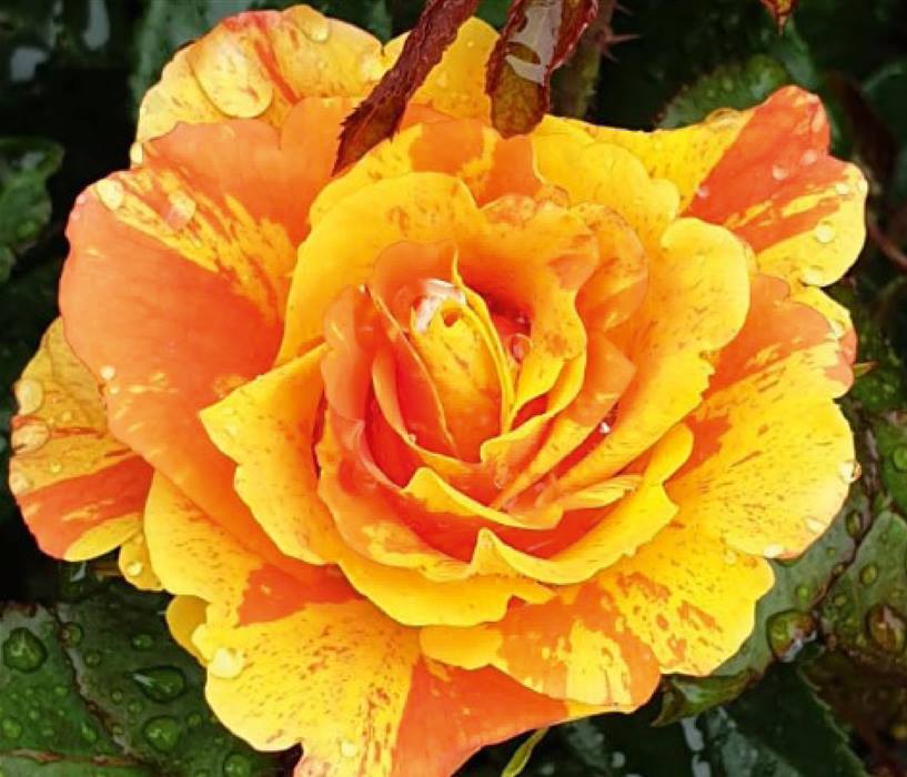 240528_Rosentage_Titelslider3.jpg