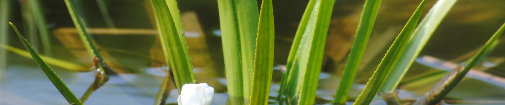 Stratiotes aloides.JPG