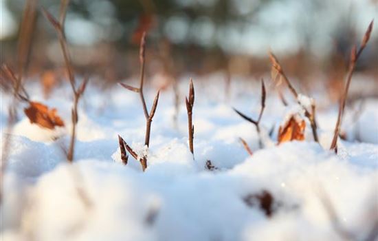 Den Garten winterfest machen