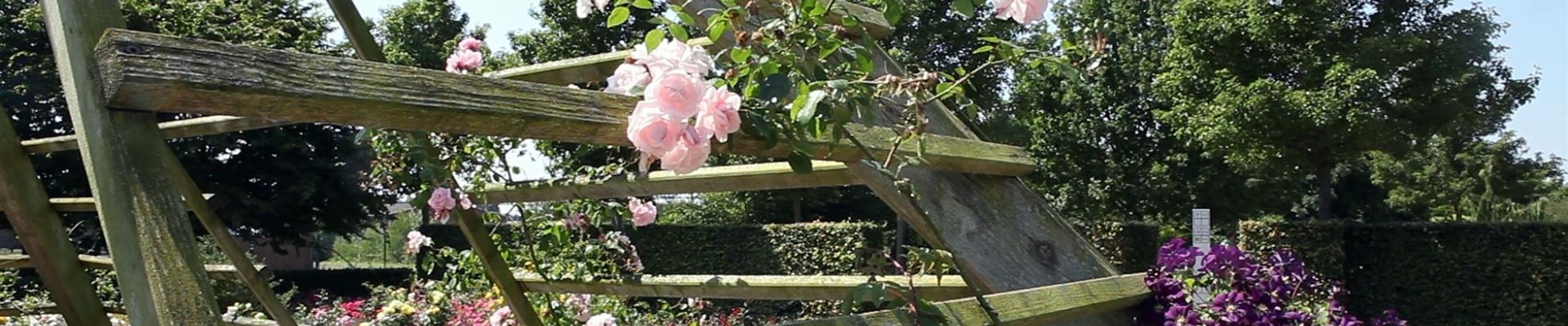 Gartengestaltung - Rosengarten (thumbnail).jpg Gartengestaltung - Rosengarten (thumbnail).jpg