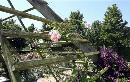 Gartengestaltung - Rosengarten Gartengestaltung - Rosengarten