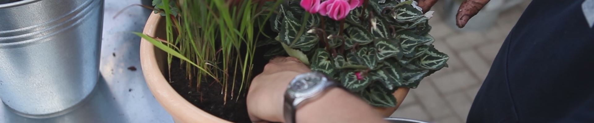 Blumenkübel - Bepflanzung für den Herbst (thumbnail).jpg Blumenkübel - Bepflanzung für den Herbst (thumbnail).jpg