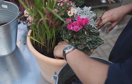 Blumenkübel - Bepflanzung für den Herbst Blumenkübel - Bepflanzung für den Herbst