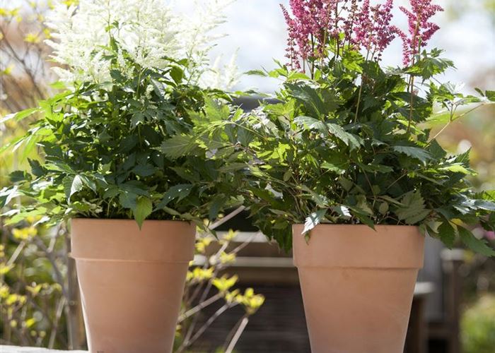 Garten to go: ungewöhnliche Pflanzgefäße im mobilen Garten
