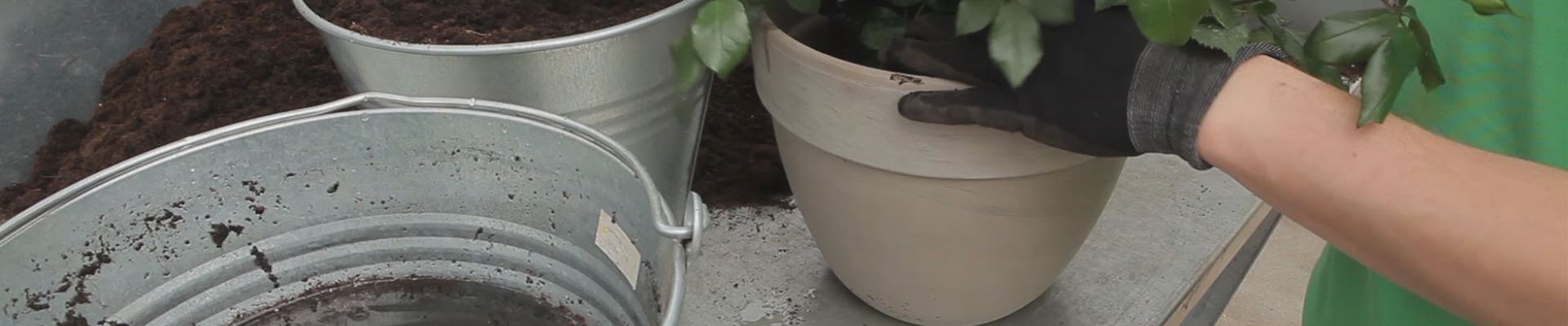 Rosen - Einpflanzen in ein Gefäß (thumbnail).jpg Rosen - Einpflanzen in ein Gefäß (thumbnail).jpg