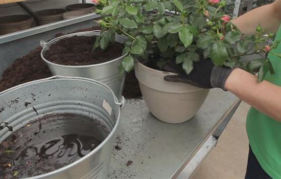 Rosen - Einpflanzen in ein Gefäß Rosen - Einpflanzen in ein Gefäß